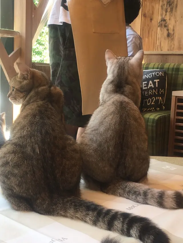 猫カフェ MoCHA（モカ）秋葉原店