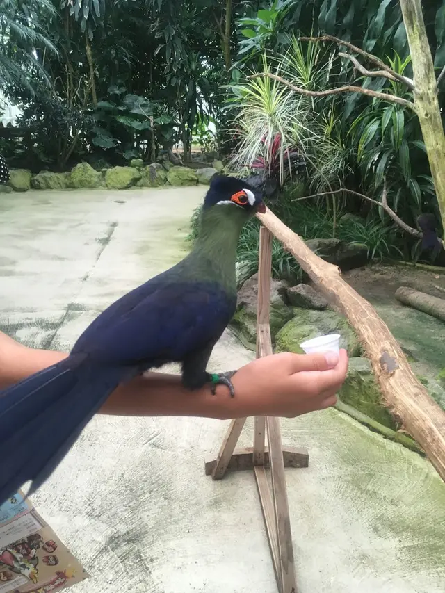 松江フォーゲルパーク