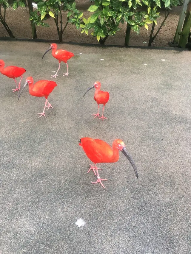 松江フォーゲルパーク