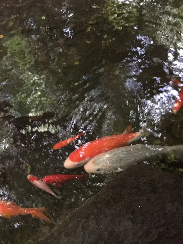 等々力渓谷