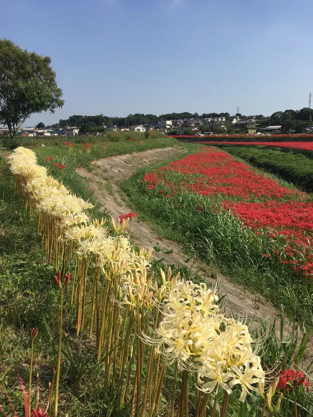 矢勝川の彼岸花