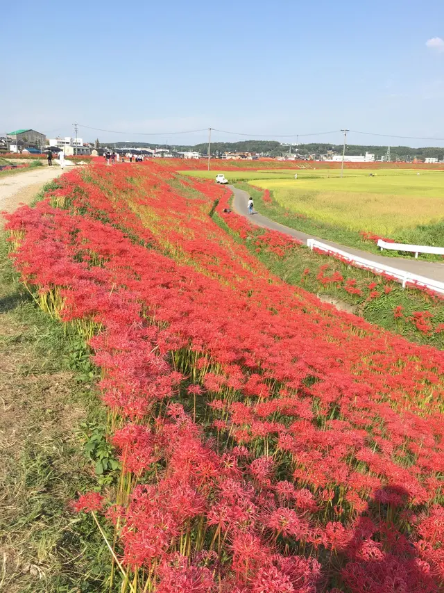 矢勝川の彼岸花
