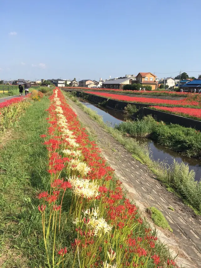 矢勝川の彼岸花