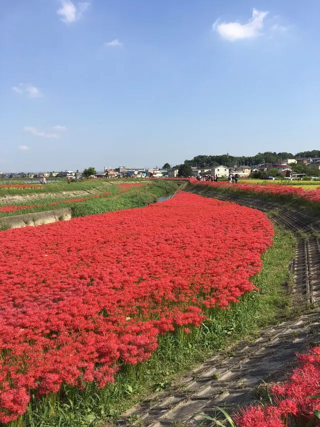 矢勝川の彼岸花