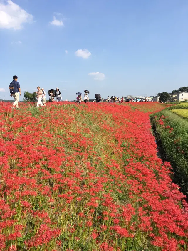 矢勝川の彼岸花