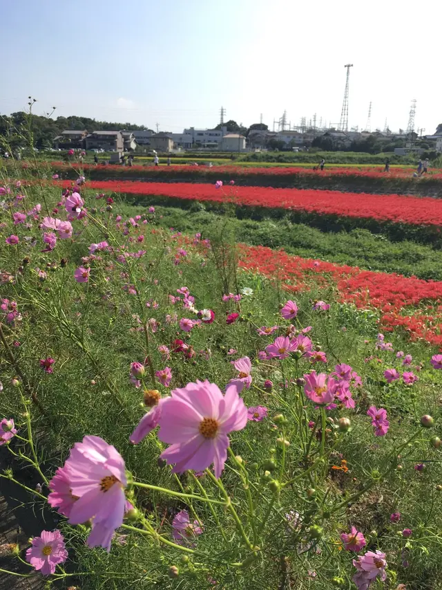 矢勝川の彼岸花