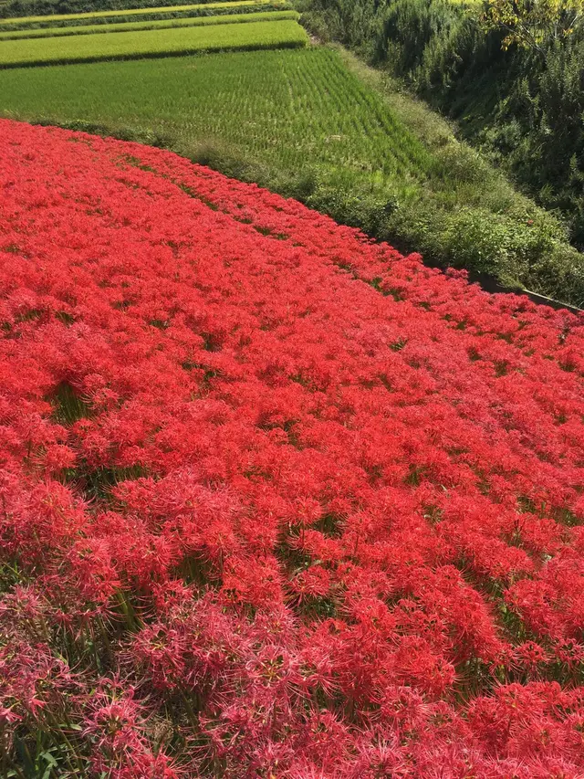 矢勝川の彼岸花