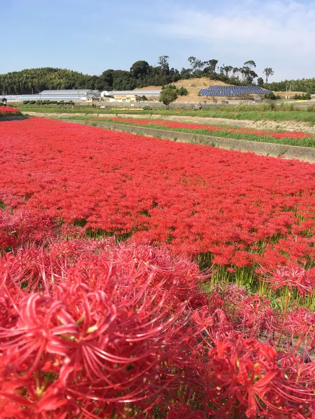 矢勝川の彼岸花