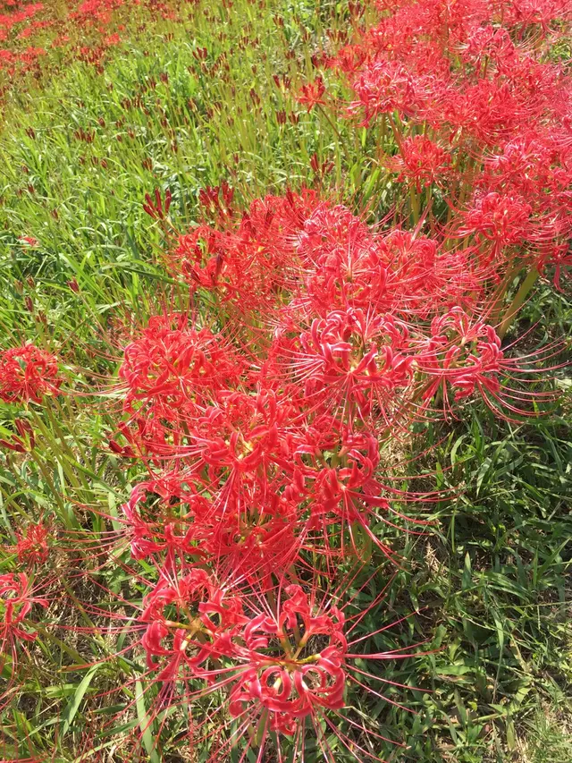 矢勝川の彼岸花