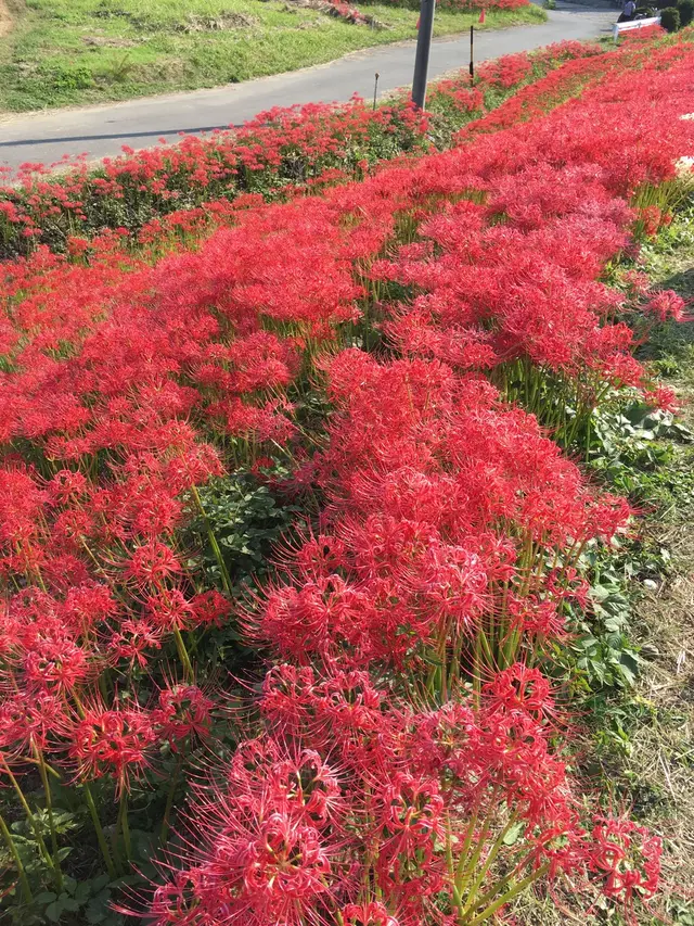 矢勝川の彼岸花