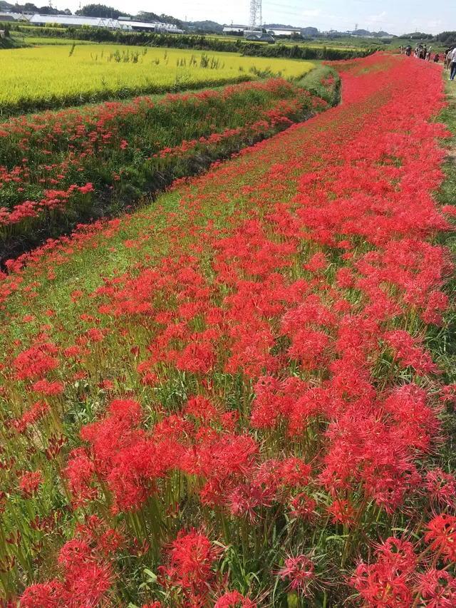 矢勝川の彼岸花