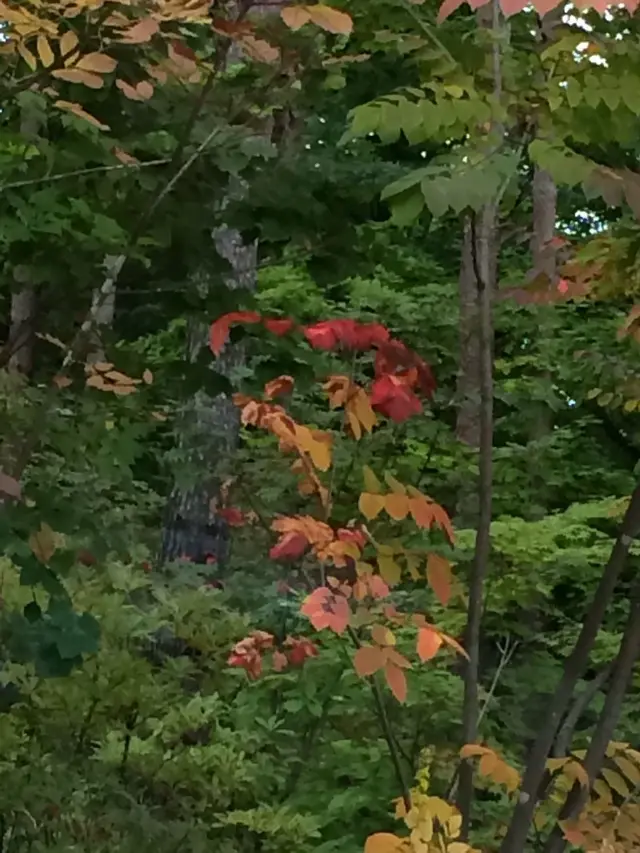 日本ロマンチック街道