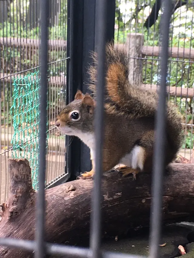 夢見ケ崎動物公園