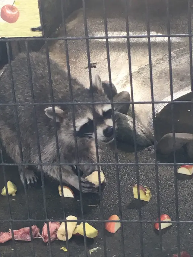 夢見ケ崎動物公園