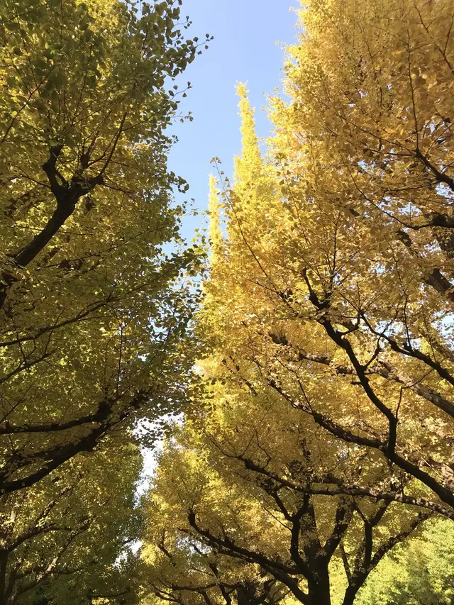 明治神宮外苑いちょう並木