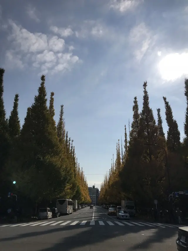 明治神宮外苑いちょう並木