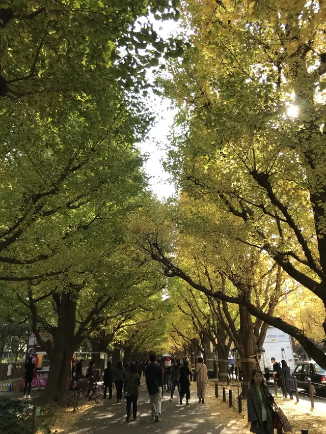 明治神宮外苑いちょう並木