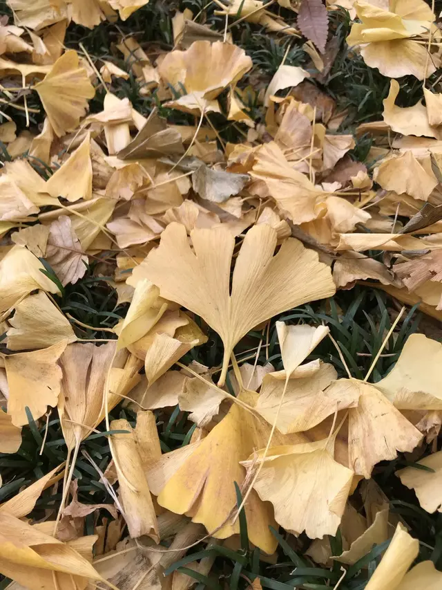 明治神宮外苑いちょう並木