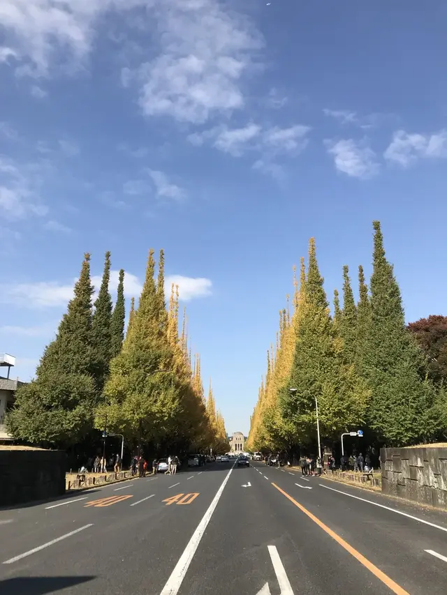 明治神宮外苑いちょう並木