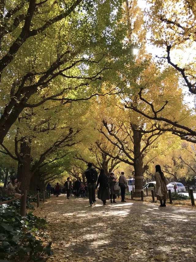 明治神宮外苑いちょう並木