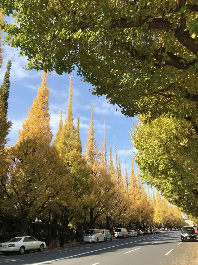 明治神宮外苑いちょう並木