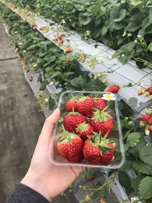 オランダ村