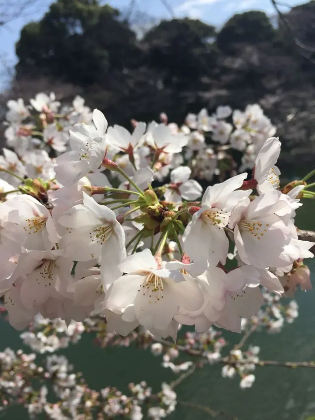 千鳥ヶ淵緑道