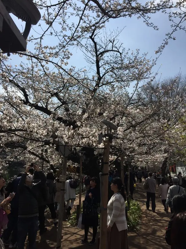 千鳥ヶ淵緑道