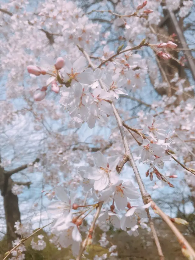 井の頭恩賜公園