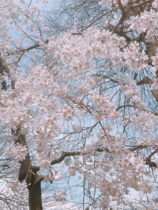 井の頭恩賜公園