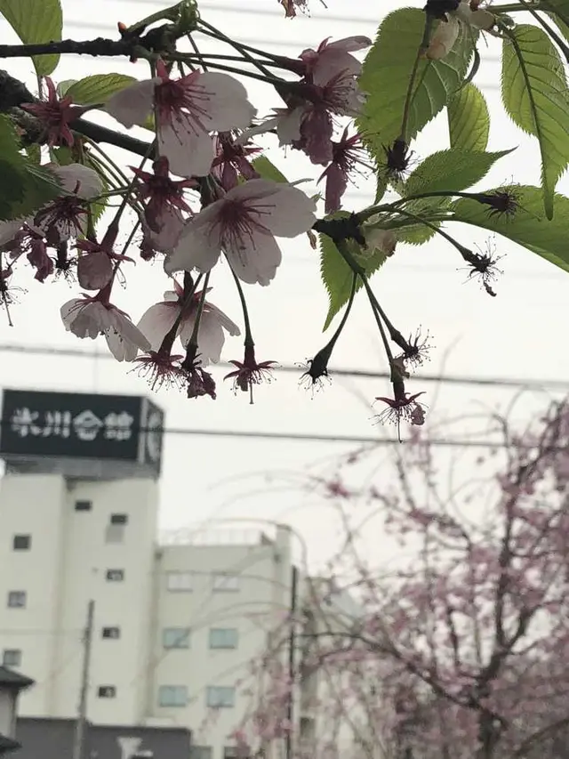 小江戸川越春の舟遊