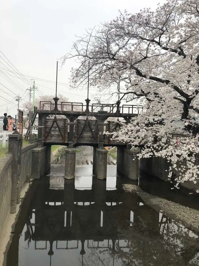小江戸川越春の舟遊
