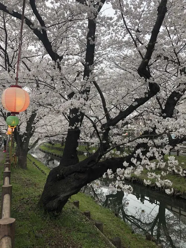 小江戸川越春の舟遊