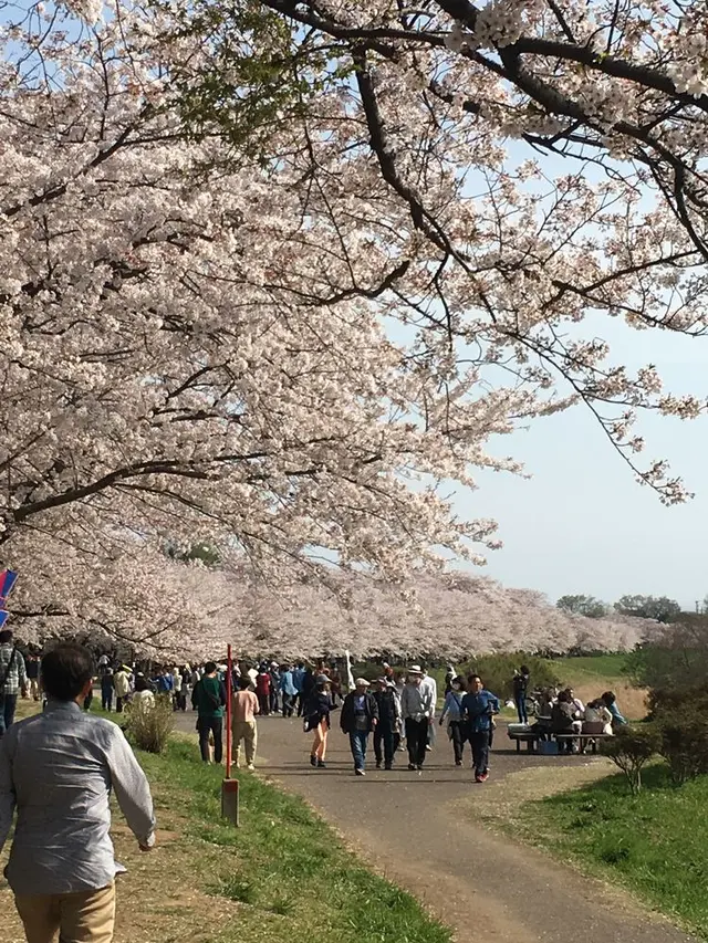 福岡堰さくら公園
