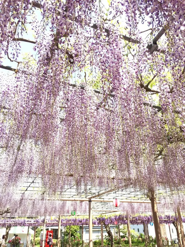 曼陀羅寺公園