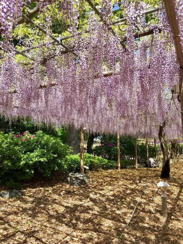曼陀羅寺公園