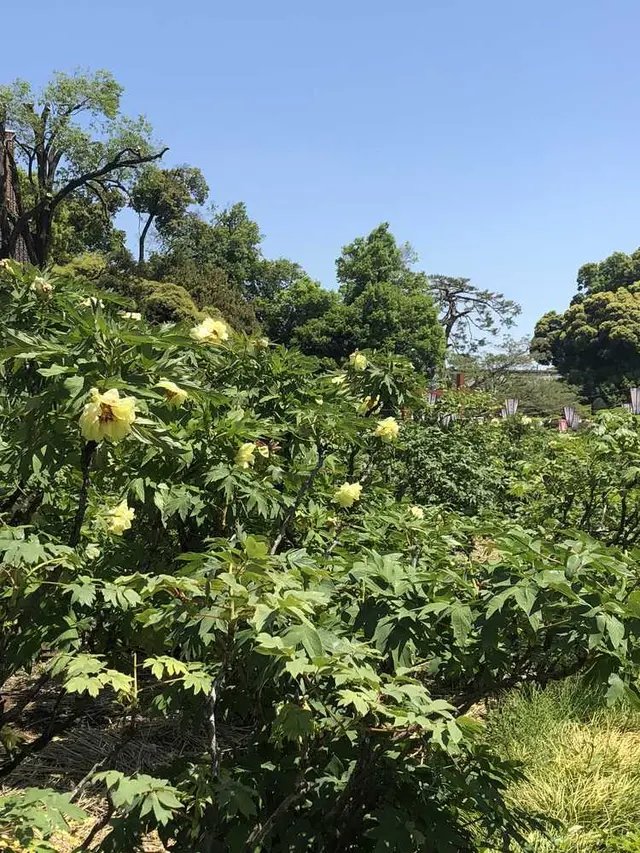 箭弓稲荷神社