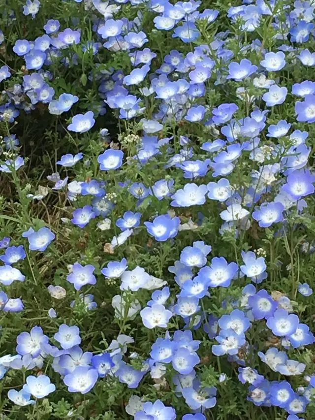 国営ひたち海浜公園