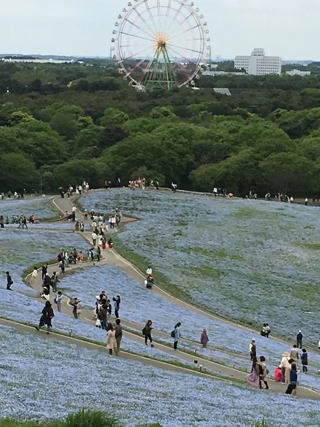 国営ひたち海浜公園