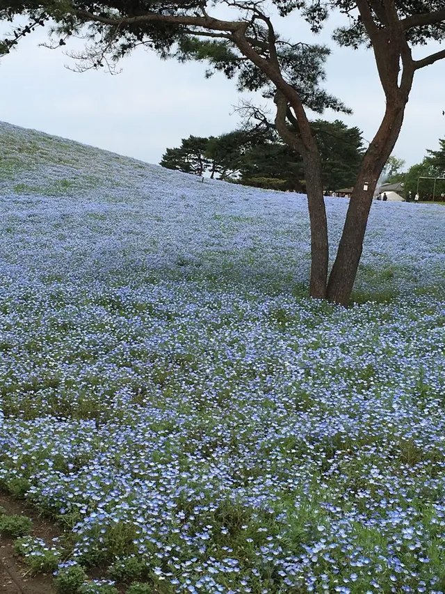 国営ひたち海浜公園