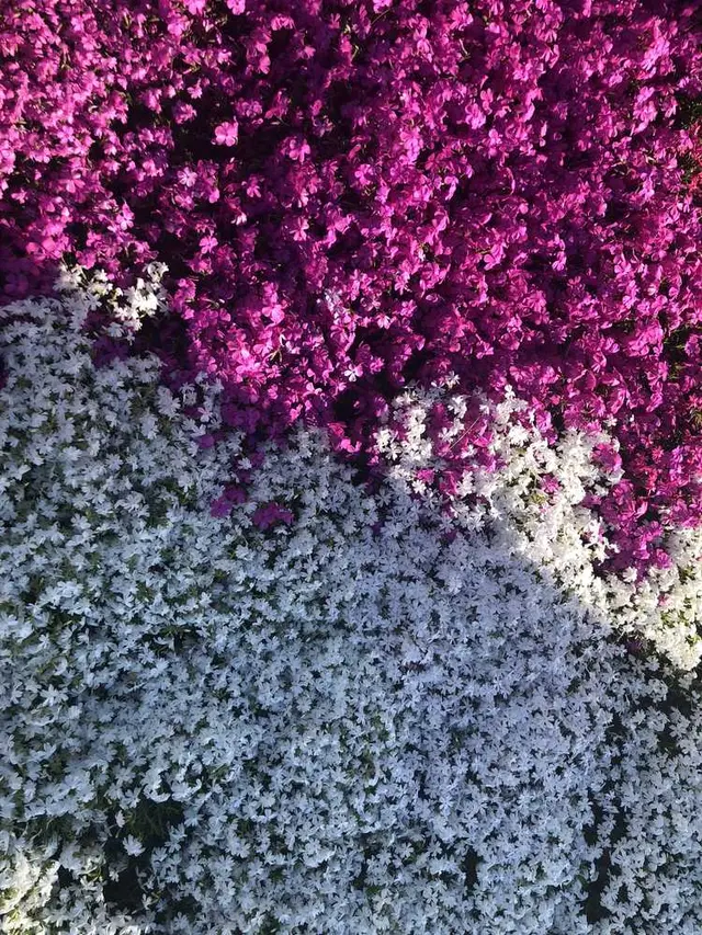 山中湖花の都公園