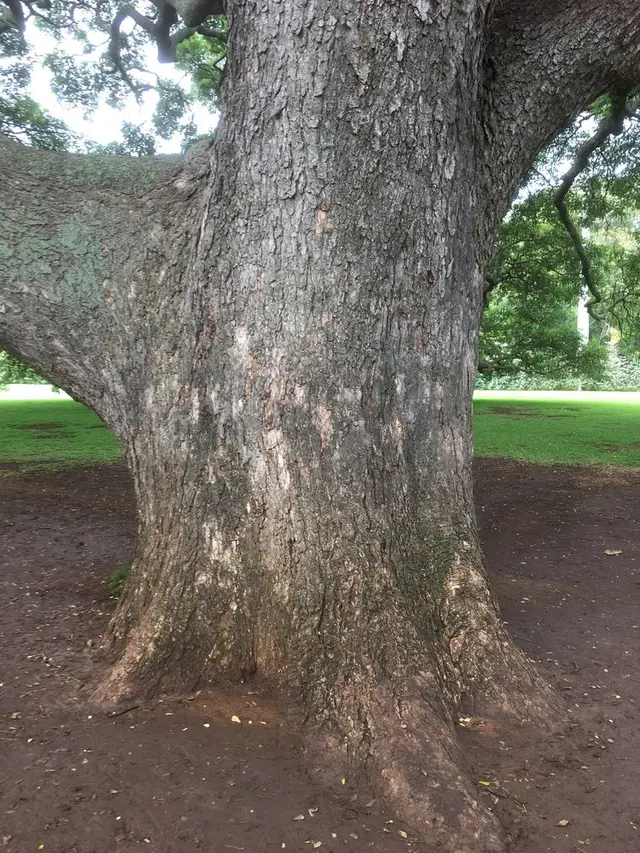 モアナルア・ガーデンズ