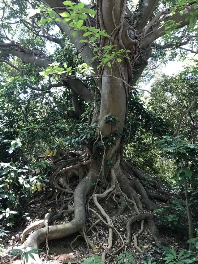 猿島