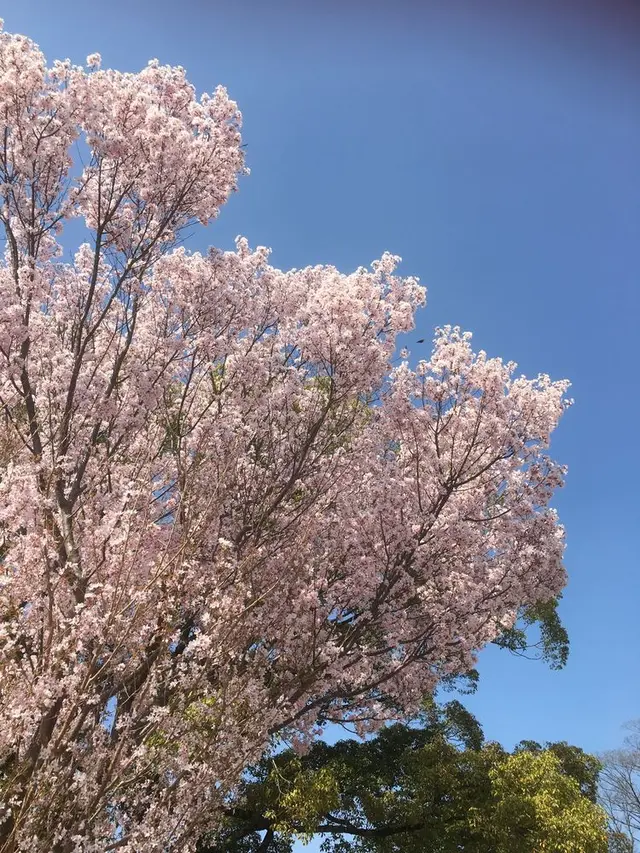 徳川園