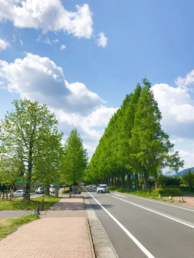 メタセコイア並木