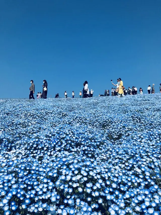 国営ひたち海浜公園