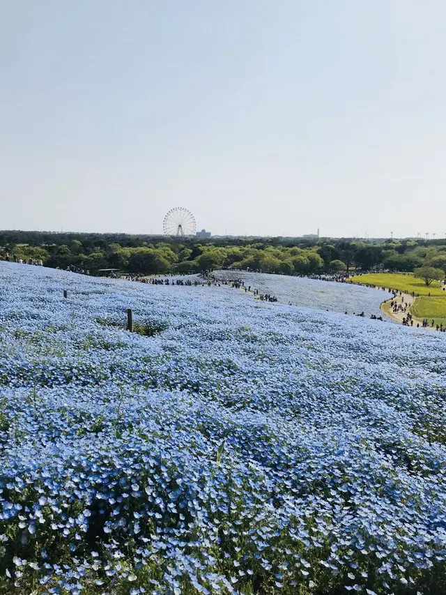 国営ひたち海浜公園