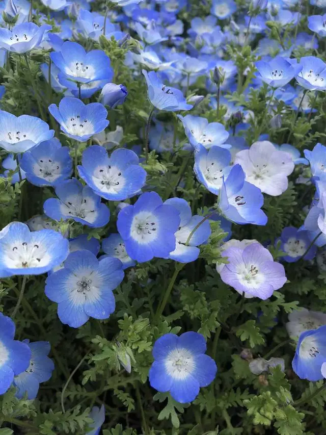 国営ひたち海浜公園