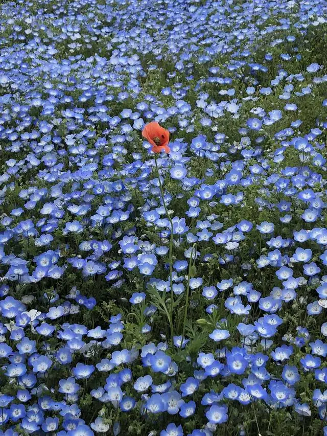 国営ひたち海浜公園