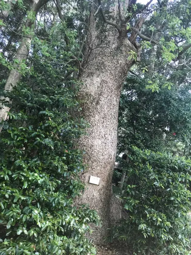 木の葉モール橋本